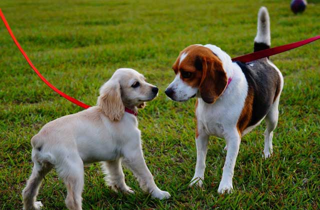 Are Dog Parks Good For Your Dog?