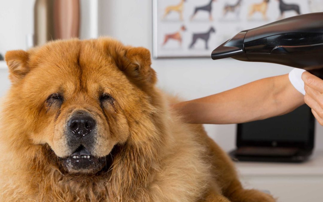 How to Find a Good Pet Groomer