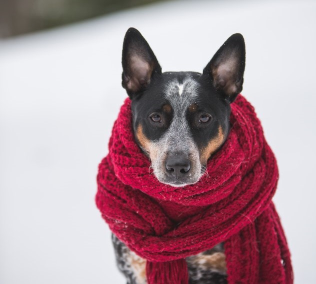 Let It Snow: Keeping Your Pets Safe this Winter