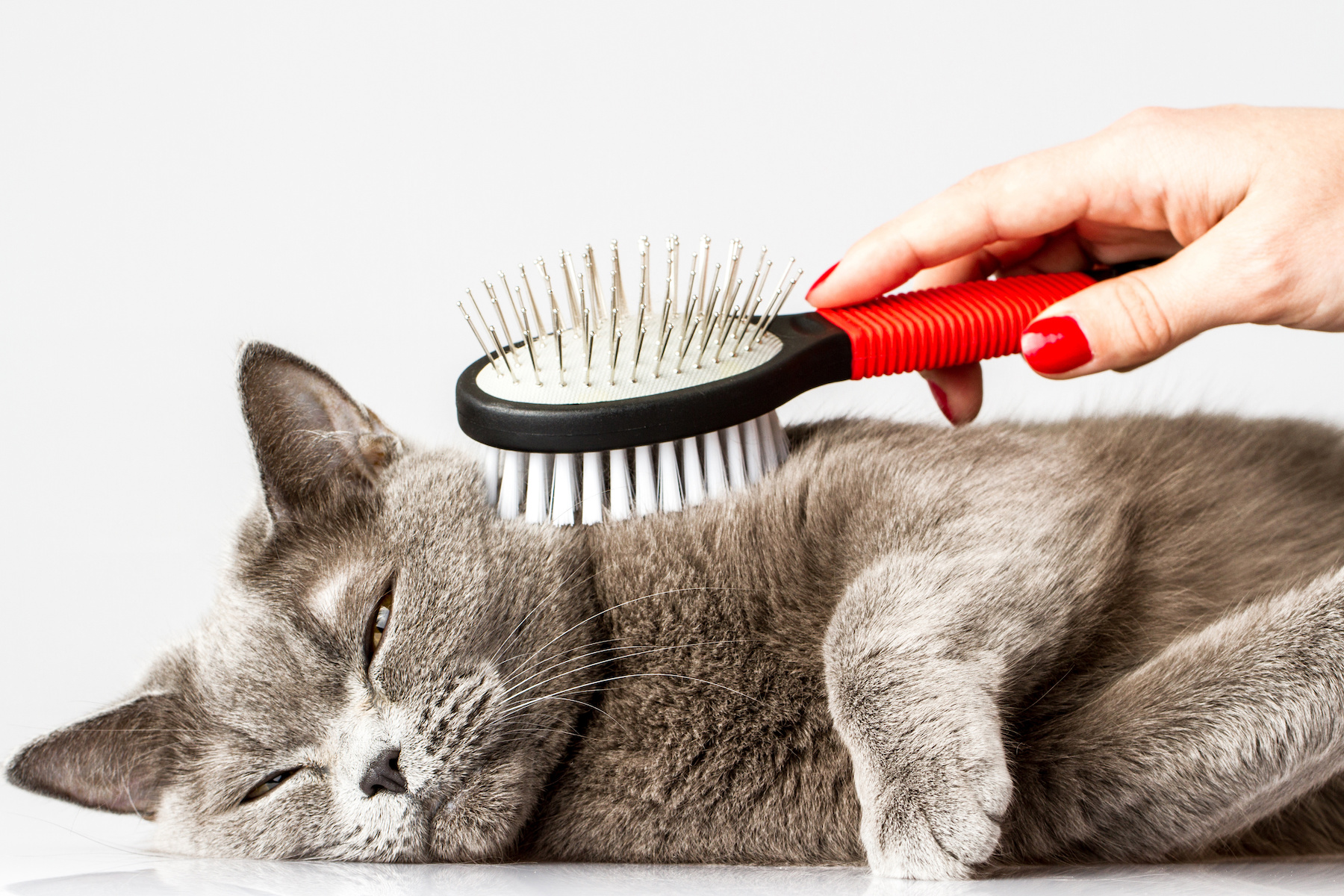 The Benefits of Grooming Bubbles and Bows