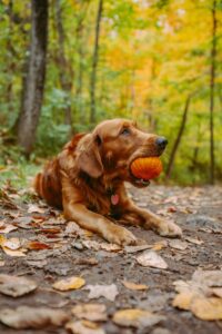 can dogs eat pumpkins
