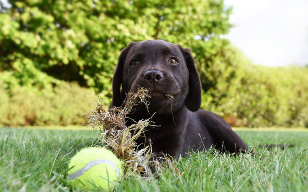 Why Does My Dog Eat Grass?