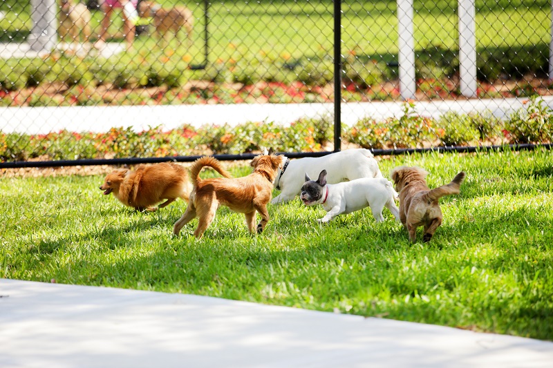 To Dog Park or Not to Dog Park, That is the Question